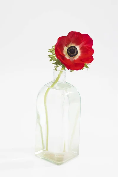 Flores Rojas Anémona Botella Vidrio Sobre Fondo Blanco Espacio Copia —  Fotos de Stock