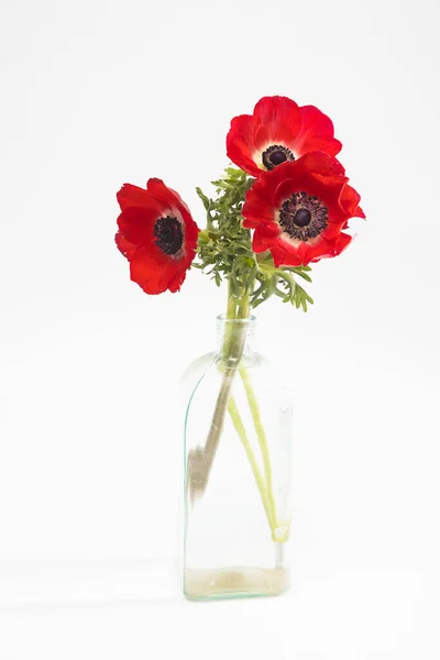 Red Flowers Anemone Glass Bottle White Background Copy Space — Stock Photo, Image