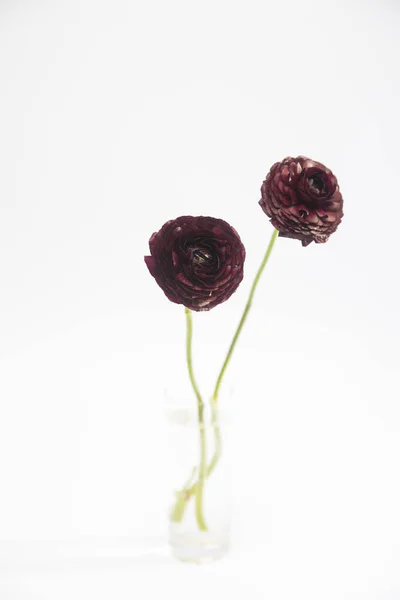 Bouquet Ranunculus Bordeaux Brun Foncé Sont Dans Grand Vase Verre — Photo