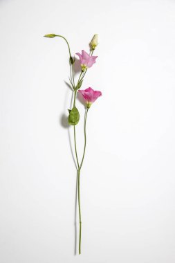 Beyaz üzerine pembe Eustoma çiçekleri. Metin için boş boşluk