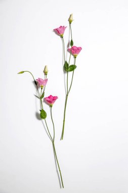 Beyaz üzerine pembe Eustoma çiçekleri. Metin için boş boşluk