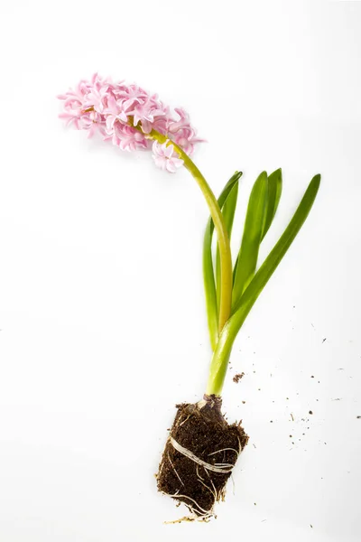 Hyacint Plant Met Roze Bloemen Bollen Wortels Een Witte Achtergrond — Stockfoto