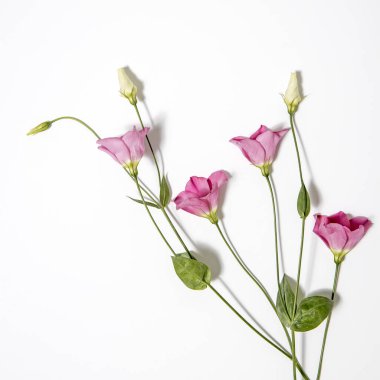 Beyaz üzerine pembe Eustoma çiçekleri. Metin için boş alan. Boş boşluk.