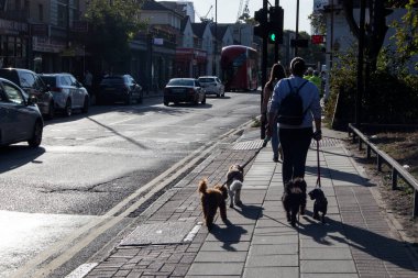 Londra, İngiltere - 29 Eylül 2020, Tanınmayan kadın köpek gezdiricisi Londra sokaklarında beş küçük köpek gezdiriyor.