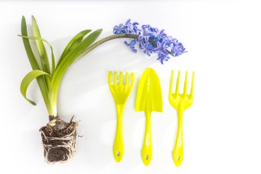 Mavi çiçekli sümbül bitkisi, beyaz arka planda ampuller ve kökler. Ev ekimi için kepçe, tırmık. Köklerinden toprak.