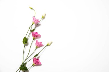 Beyaz üzerine pembe Eustoma çiçekleri. Metin için boş boşluk