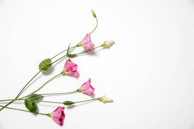 Beyaz üzerine pembe Eustoma çiçekleri. Metin için boş boşluk