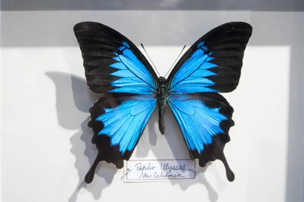 Papilio Ulisses Niebieski Cesarz Lub Niebieski Górski Jaskółczy Motyl Piękny — Zdjęcie stockowe