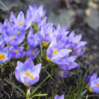 Mavi timsahlar ilkbahar çiçekleridir. Bahar geldi.