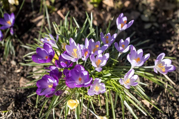 Blauwe Krokussen Zijn Eerste Lentebloemen Voorjaarstijd — Stockfoto