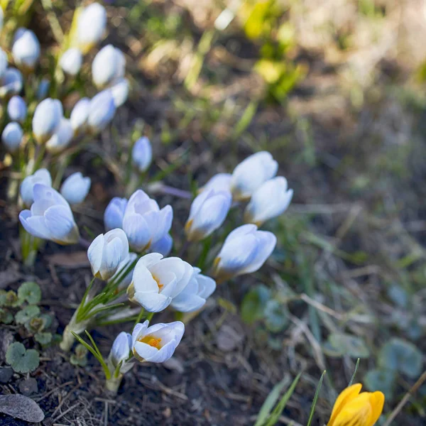 Witte Krokussen Zijn Eerste Lentebloemen Voorjaarstijd — Stockfoto