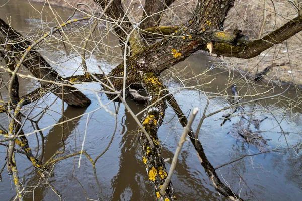 ウラジミール地方のキルヒバッハ川 ウラジーミル地方の高い水 雪が溶けて川が溢れ木々が水の中に — ストック写真