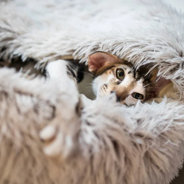 Oosterse Stenografisch Kat Maanden Oud Kat Ligt Een Wollen Beddengoed — Stockfoto