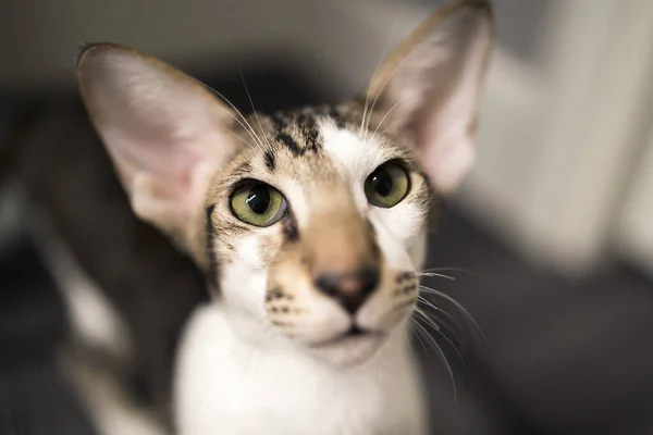Oriental Shorthair Cat Months Old Portrait Cat Cat Looks Camera — Stock Photo, Image
