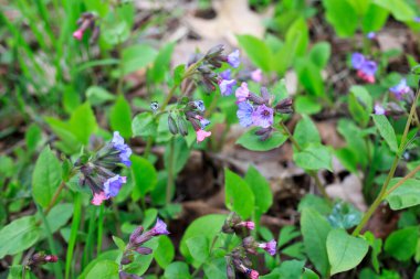 Pulmonaria is a genus of flowering plants in the family Boraginaceae, native to Europe and western Asia, with one species east to central Asia. clipart