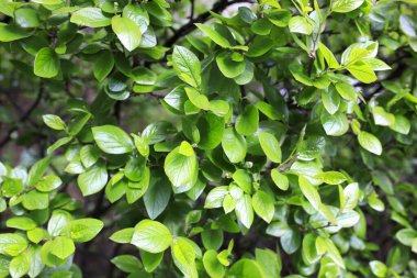 Symphoricarpos, hanımeli familyasından, Caprifoliaceae familyasından yaklaşık 15 tür yaprak döken çalıdan oluşan küçük bir türdür.