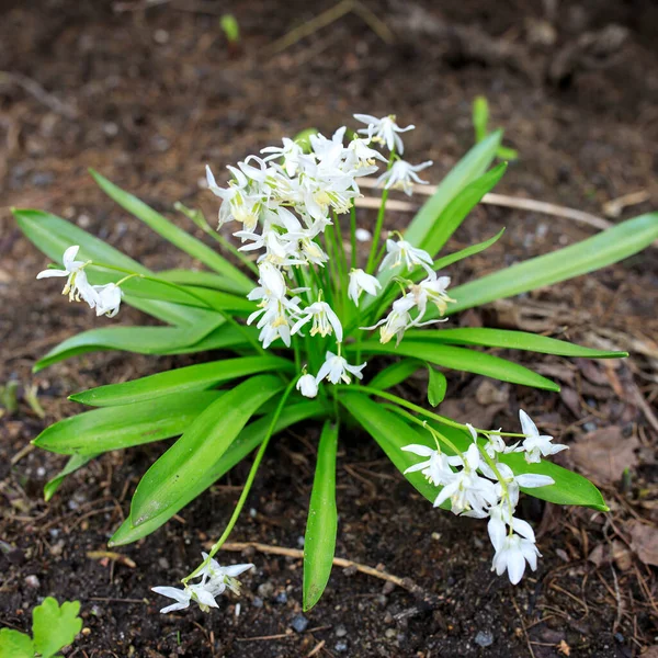 Scilla Siberica Flower Park Springtime Day Rain — Stock Photo, Image