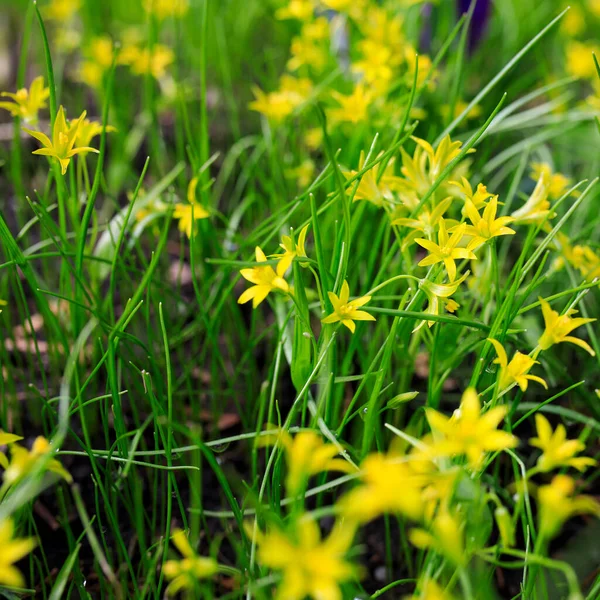 Pequeñas Flores Gagea Lutea Cebollas Ganso Cerca Estrella Amarilla Belén —  Fotos de Stock