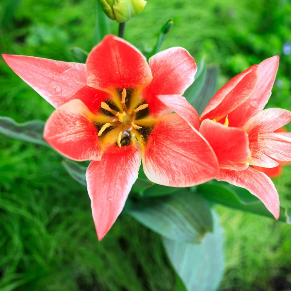 Pink Tulips Garden Sunny Spring Morning — Stock Photo, Image