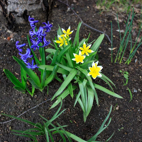 Tulipa Biebersteiniana Yellow White Spiky Tulips Blue Hyacinths Tulipa Scythica — Stock Photo, Image