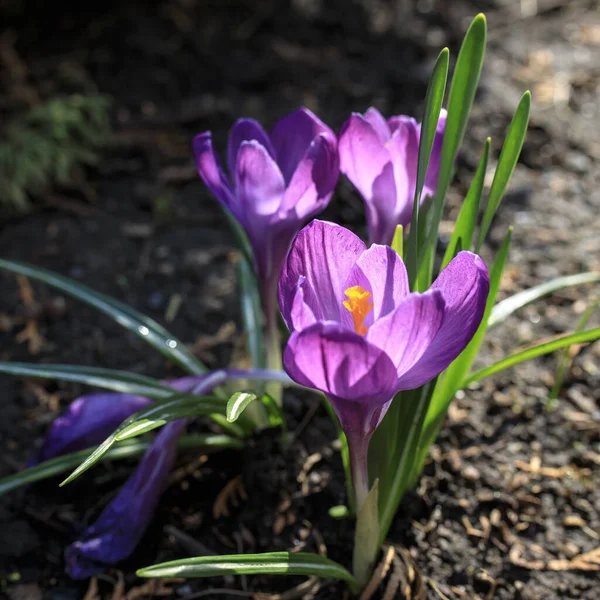 Flores Croco Azul Retroiluminadas Campo Aberto Após Chuva — Fotografia de Stock