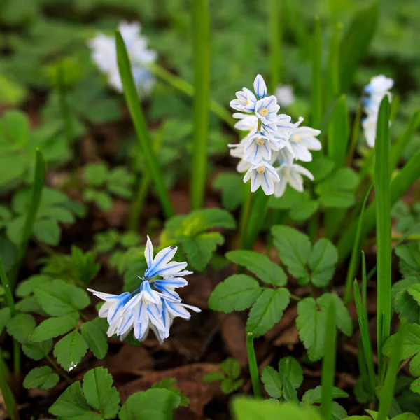 Puschkinia Een Geslacht Van Vaste Planten Uit Familie Asparagaceae Onderfamilie — Stockfoto