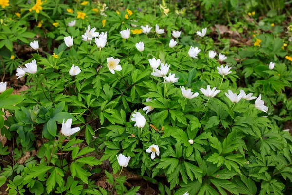 Anemonoides Nemorosa Wood Anemone Early Spring Flowering Plant Buttercup Family — Stock Photo, Image
