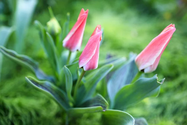 日当たりの良い春の朝に庭でピンクのチューリップを開いた3つの半開き — ストック写真