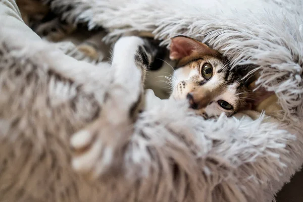 Oriental Shorthair Cat Months Old Cat Lies Woolen Bedding Form — Stock Photo, Image