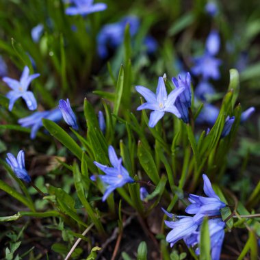 Mavi scilla (Scilla siberica) bahçede çiçek açıyor. Yüzeyin derinliği. Seçici odak.