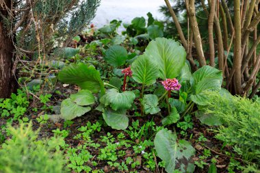 Parlak ve gösterişli Bergenia crassifolia koni şeklindeki çiçekler, arka planda yeşil yapraklarla kapanır..