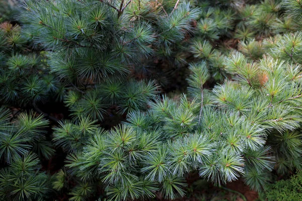 Close Needle Cones Relic Crimean Pine Fragment — Stock Photo, Image