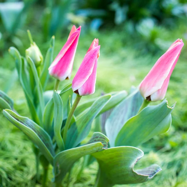 日当たりの良い春の朝に庭でピンクのチューリップを開いた3つの半開き — ストック写真