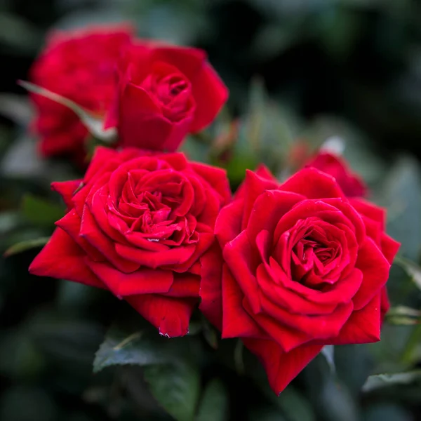 Diverse Variëteiten Rozen Buiten Een Bloembed Als Decoratie Van Het — Stockfoto