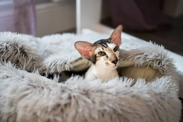 Oriental Shorthair Cat Months Old Cat Lies Woolen Bedding Form — Stock Photo, Image