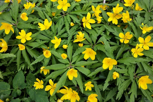 Natural Background Yellow Anemones Anemonoides Ranunculoides Forest — Stock Photo, Image