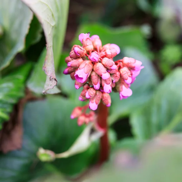 Jasne Efektowne Bergenia Crassifolia Kształcie Stożka Kwiaty Bliska Zielonymi Liśćmi — Zdjęcie stockowe