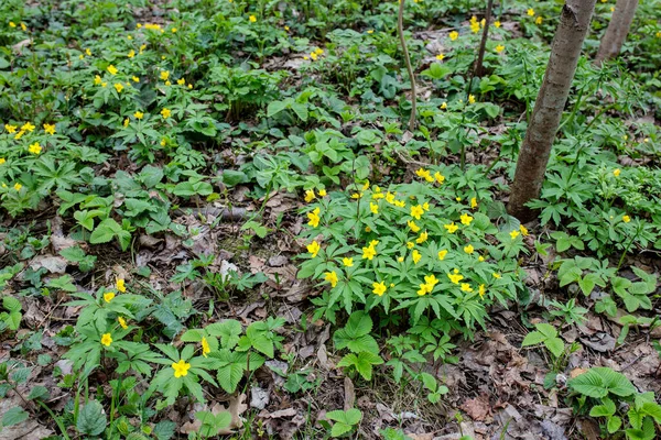 Fundo Natural Anêmonas Amarelas Anemonoides Ranunculoides Floresta — Fotografia de Stock