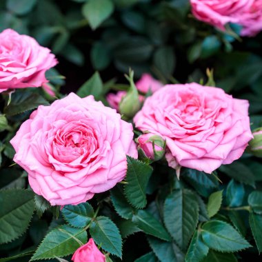 Bahçedeki bir çiçek tarhında parkın dekorasyonu için çeşitli gül çeşitleri. Bahar geldi.