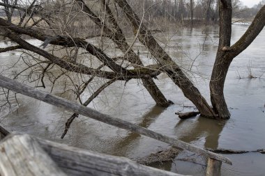 Kirzhach nehri, Vladimir bölgesi. Vladimir bölgesinde yüksek su seviyesi. Kar eridi, nehir taştı, ağaçlar sudaydı.