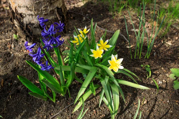 Tulipa Biebersteiniana Yellow White Spiky Tulips Blue Hyacinths Tulipa Scythica — Stock Photo, Image