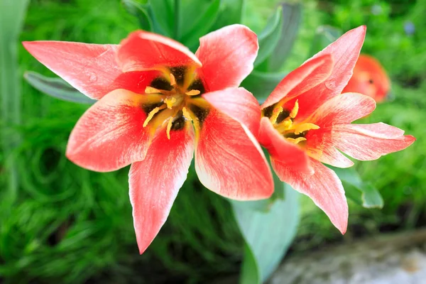 Pink Tulips Garden Sunny Spring Morning — Stock Photo, Image