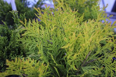 Thuja occidentalis (ayrıca kuzey beyaz sedir, doğu beyaz sedir veya arborvitae olarak da bilinir), selvi familyasından bir kozalaklı ağaç türü. Altın Küre