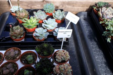 Echeveria, Orta Amerika, Meksika ve Güney Amerika 'nın yarı çöl bölgelerine özgü Crassulaceae familyasından büyük bir bitki cinsidir..