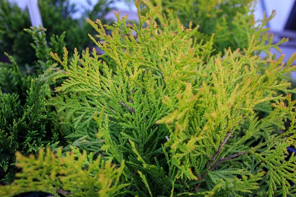 Thuja Occidentalis Also Known Northern White Cedar Eastern White Cedar — Stock Photo, Image