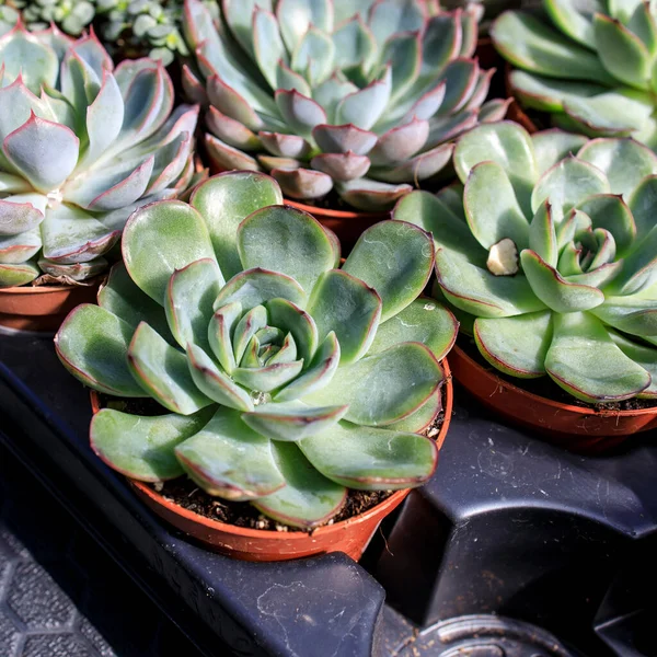 Echeveria Large Genus Flowering Plants Family Crassulaceae Native Semi Desert — Stock Photo, Image