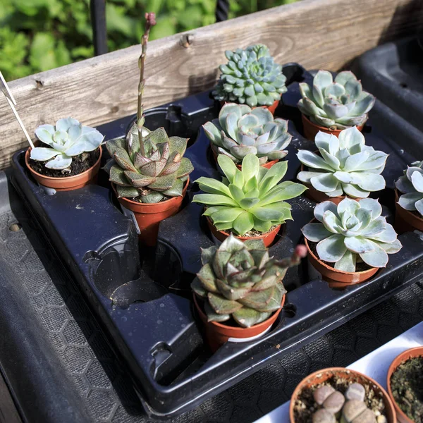 Echeveria Large Genus Flowering Plants Family Crassulaceae Native Semi Desert — Stock Photo, Image