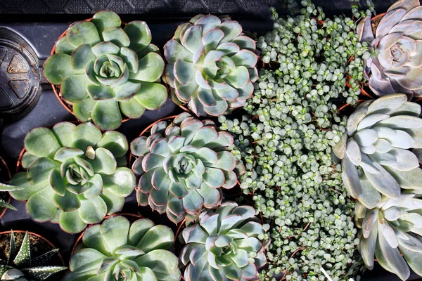 Pilea Glaucophylla Greyzy Echeveria Sale Decoration Interior — Stock Photo, Image