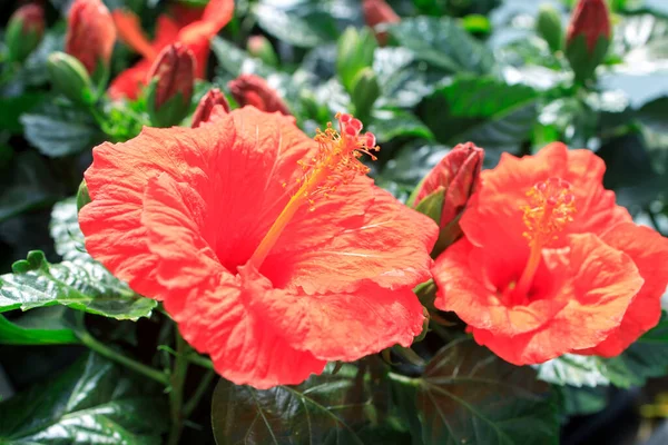 Hibiscus Rosa Sinensis Známý Jako Čínský Ibišek Čínská Růže Havajský — Stock fotografie