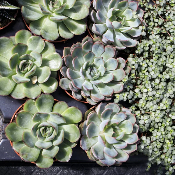 Pilea Glaucophylla Greyzy Echeveria Sprzedaż Dekoracji Wnętrz — Zdjęcie stockowe